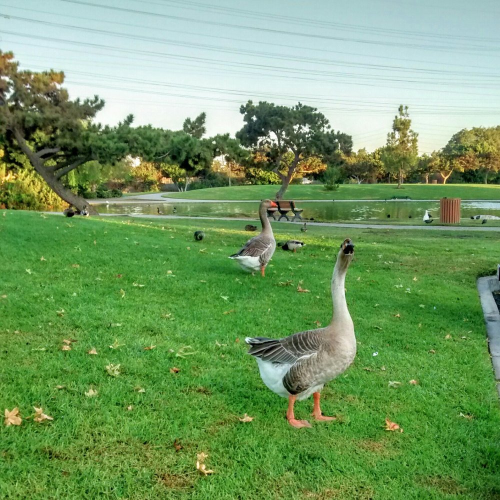 Wilderness Park - This goose had no qualms approaching me for a handout. The duckpond is in the background. - Parks Near Me - Downey, California Wilderness Park - This goose had no qualms approaching me for a handout. The duckpond is in the background. - Parks Near Me - Downey, California