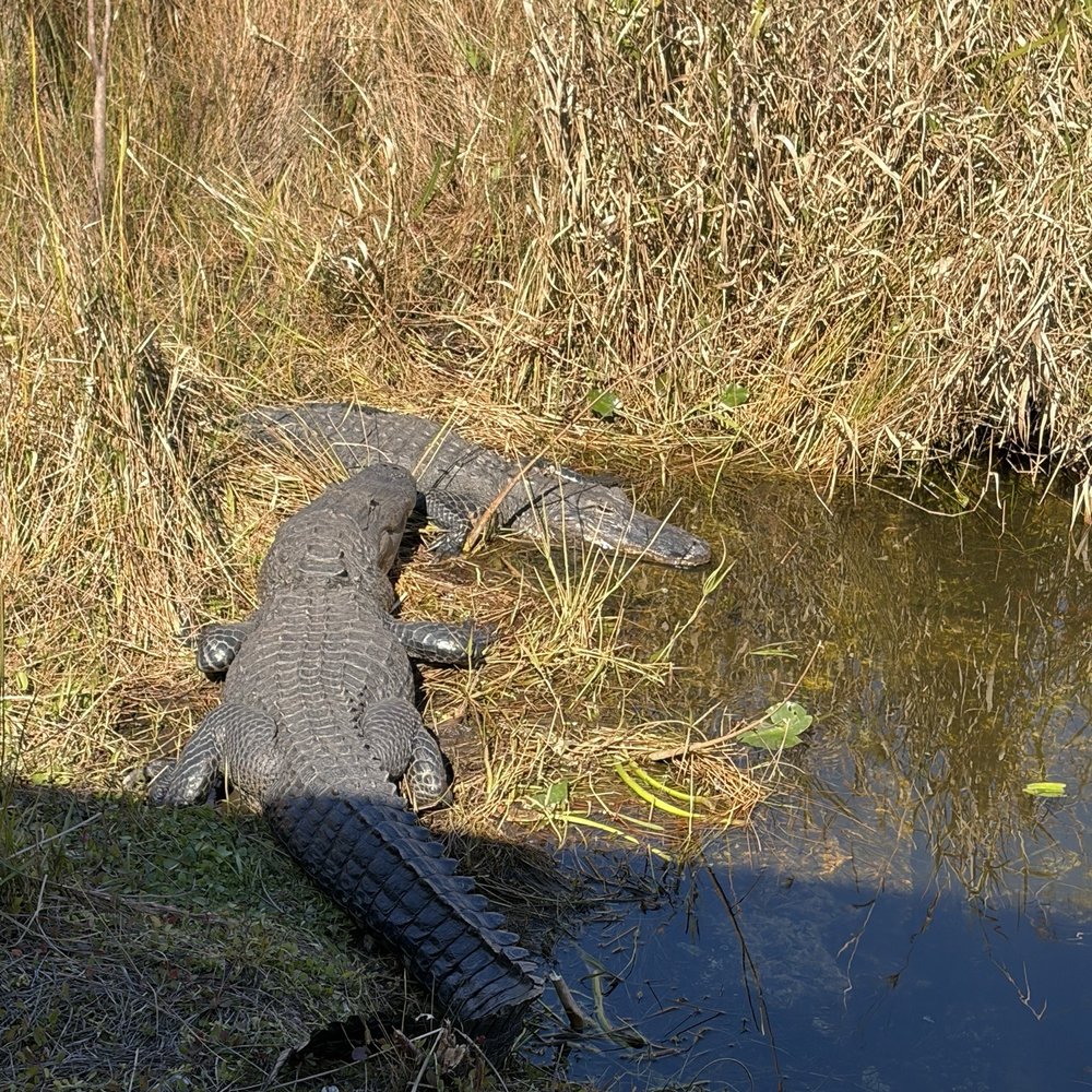 Shark Valley Tram Tours - Tours Near Me - Miami, Florida