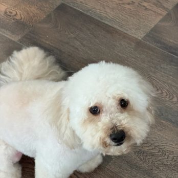 The Pack Leader Mobile Grooming - My Fur baby after his cut (take 3) - Pet Groomers Near Me The Pack Leader Mobile Grooming - My Fur baby after his cut (take 3) - Pet Groomers Near Me