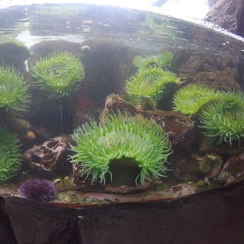 Seattle Aquarium - Aquariums Near Me - Seattle, Washington Seattle Aquarium - Aquariums Near Me - Seattle, Washington