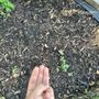 Photo of Chimy’s Landscaping