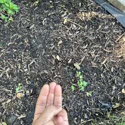 Chimy’s Landscaping
