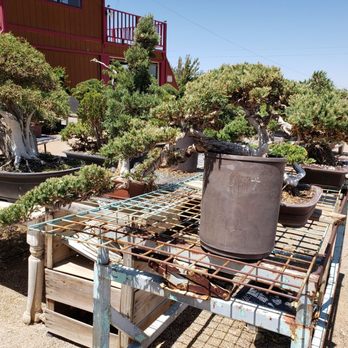 Kims Bonsai Nursery - Nurseries & Gardening Near Me - Phelan, California