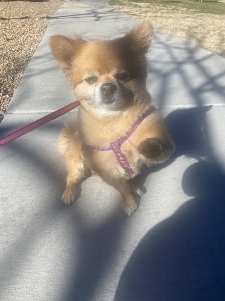 LOVING PET SITTING Las Vegas, Nevada Pet Sitting Phone Number Yelp