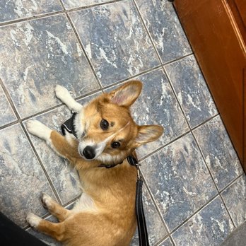 Harmony Veterinary Hospital - Veterinarians Near Me - Phoenix, Arizona