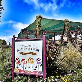 The Flower Fields - Signage - Venues & Event Spaces Near Me - Carlsbad, California The Flower Fields - Signage - Venues & Event Spaces Near Me - Carlsbad, California