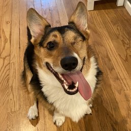 Our sweet boy, Pesto! 2 months post op.