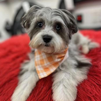Dallas Mobile Pet Spaw - Pet Groomers Near Me Dallas Mobile Pet Spaw - Pet Groomers Near Me
