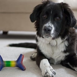 Animal Rescue Foundation - Our rescued dog, Buster.