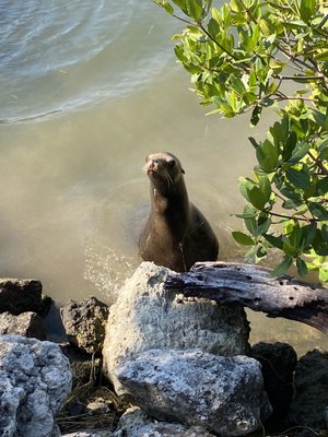 Dolphin Research Center by null
