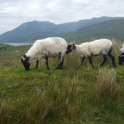 Irish Tourism Group