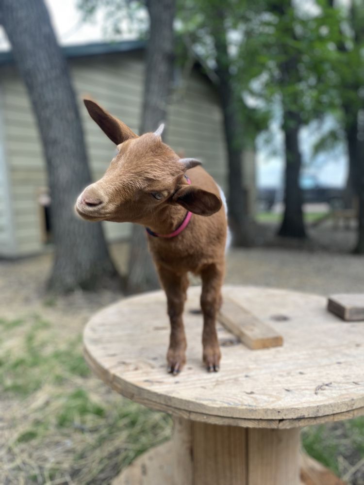 JOLLEY FARMS 16 Photos Thief River Falls, Minnesota Pet Breeders