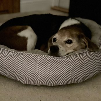 Peaceful Pets Services - Boomer - Pet Services Near Me - Castaic, California Peaceful Pets Services - Boomer - Pet Services Near Me - Castaic, California