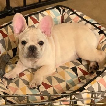 My Dream French Bulldog Pet Breeders Citrus Heights Ca Phone Number