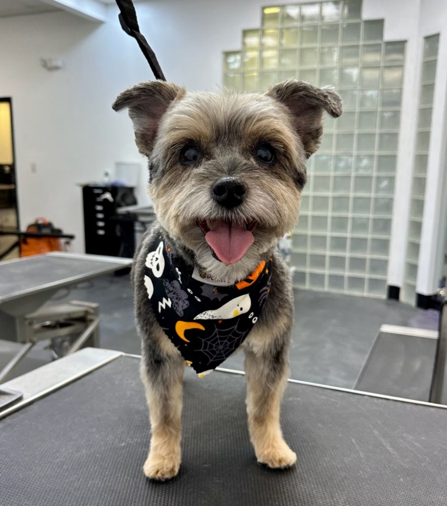 THE BARKER SHOP 79 Photos & 89 Reviews 7420 S Quincy St