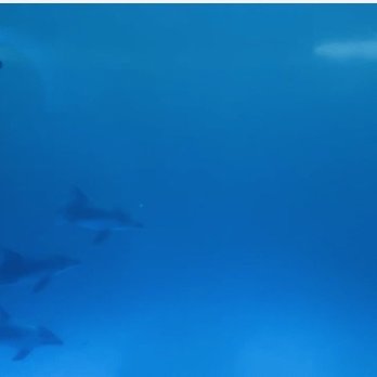 Shedd Aquarium - Delfines! Super cute. One of them had the zoomies. - Aquariums Near Me - Chicago, Illinois
