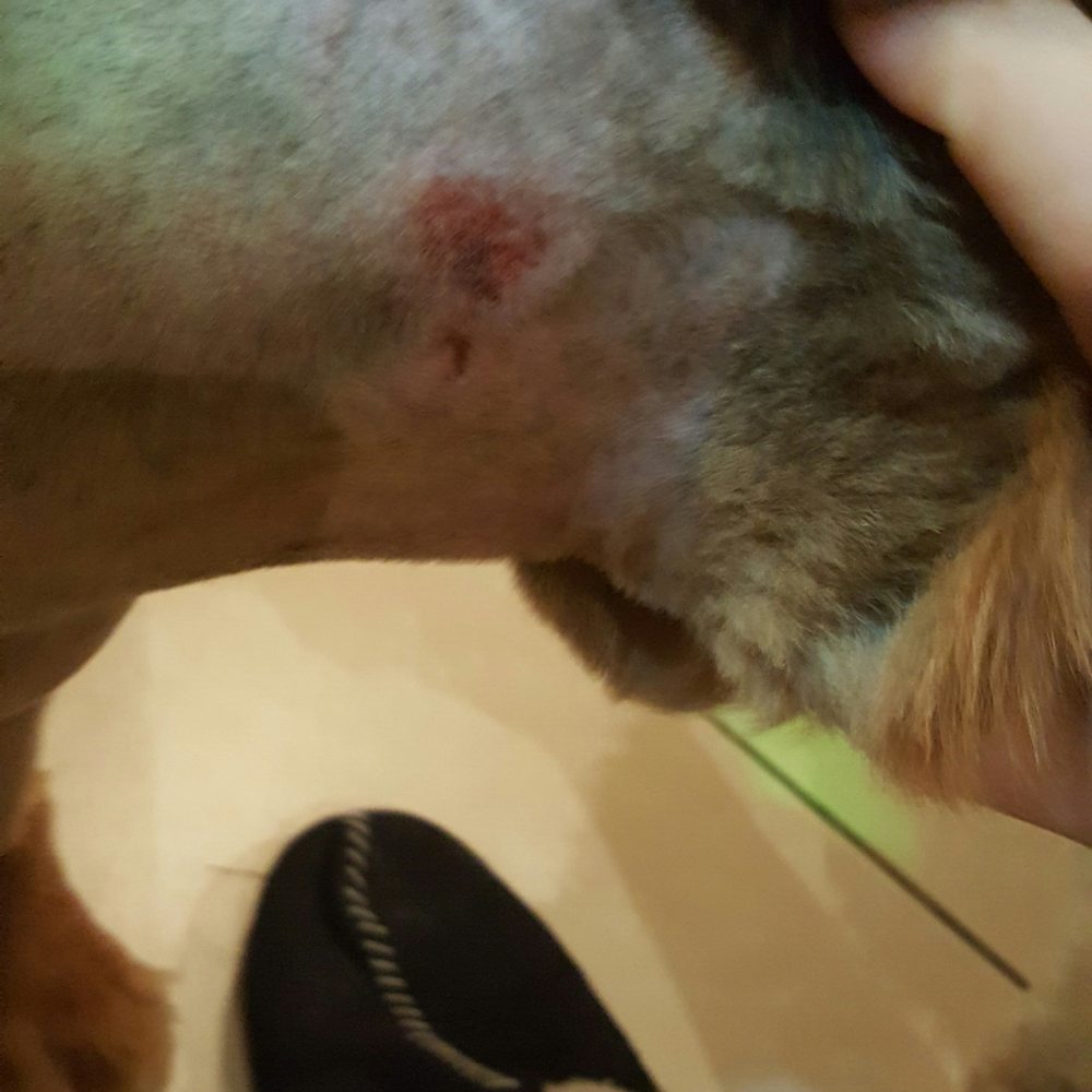 South Florida Pet Emergency - Large cut on neck - Veterinarians Near Me - Hialeah, Florida