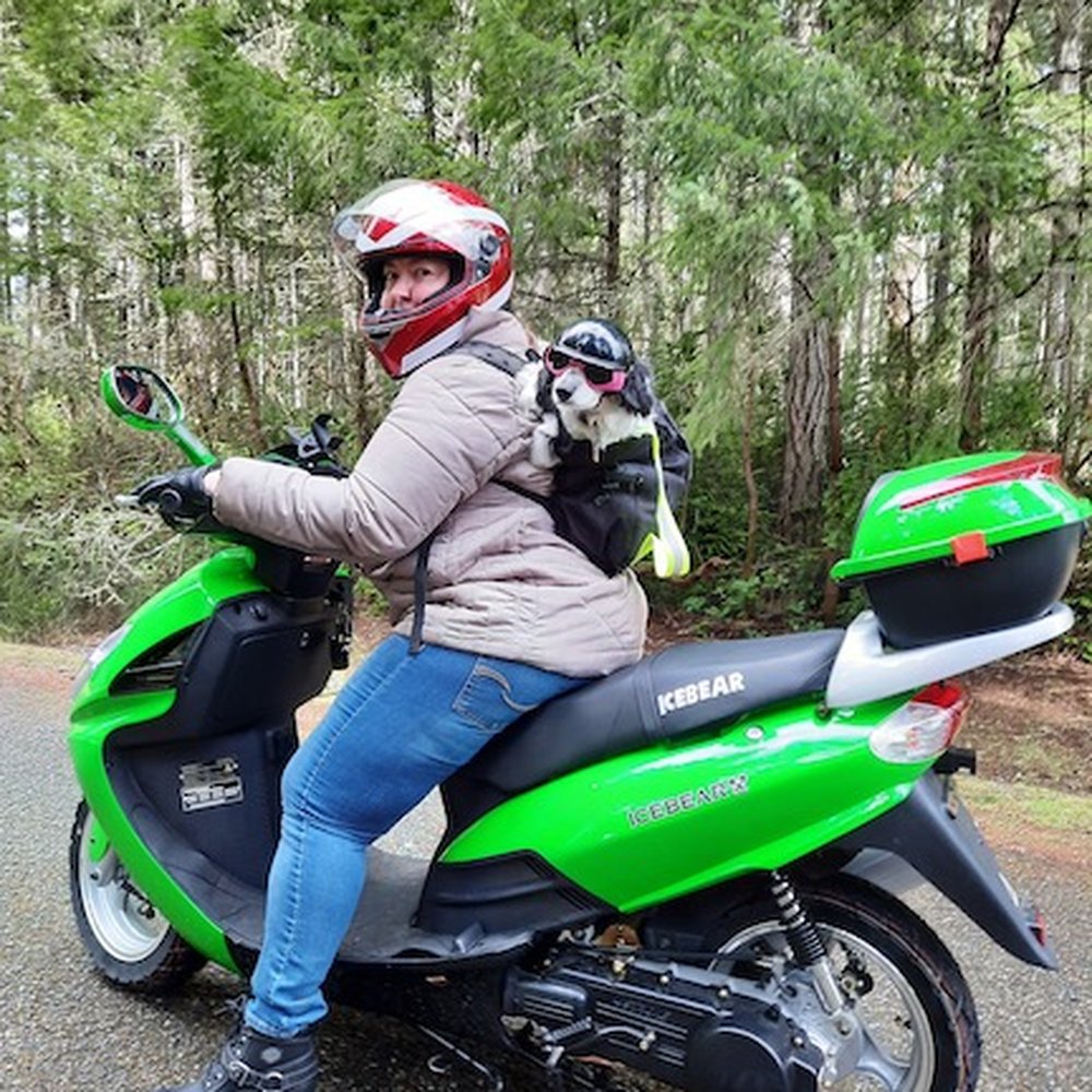 My service dog goes with me everywhere. She's safety aware so has her own goggle and helmet! :) My service dog goes with me everywhere. She's safety aware so has her own goggle and helmet! :)