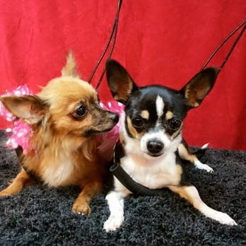 Gorgeous Grooming Ranch - Pet Groomers Near Me - Justin, Texas Gorgeous Grooming Ranch - Pet Groomers Near Me - Justin, Texas