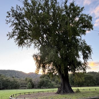 Rancho San Antonio Preserve - Large Bay tree, one of the largest in the state - Parks Near Me - Los Altos, California Rancho San Antonio Preserve - Large Bay tree, one of the largest in the state - Parks Near Me - Los Altos, California