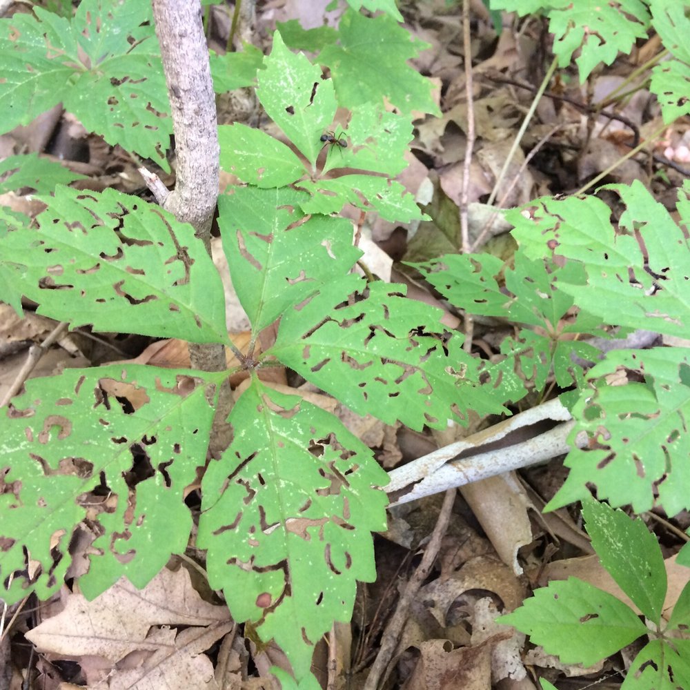 Billericay Park - Tagged by caterpillars - Parks Near Me - Fishers, Indiana Billericay Park - Tagged by caterpillars - Parks Near Me - Fishers, Indiana