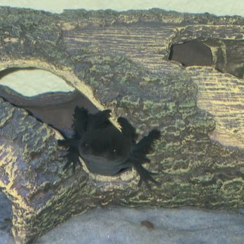 Just Axolotls - Pet Breeders Near Me - Killeen, Texas