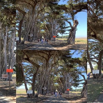 Cypress Tree Tunnel - Parks Near Me - Inverness, California Cypress Tree Tunnel - Parks Near Me - Inverness, California