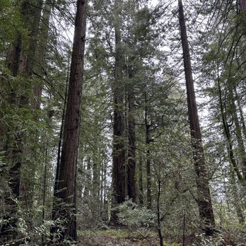 LandPaths Grove of Old Trees - Parks Near Me - Occidental, California LandPaths Grove of Old Trees - Parks Near Me - Occidental, California