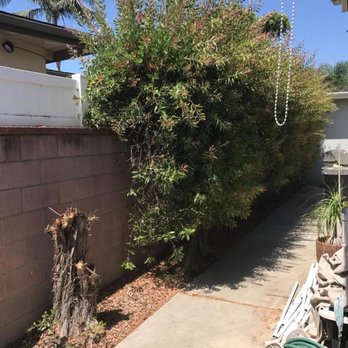 Miguel's Tree Service - Before - Taking a lot of space - Tree Services Near Me Miguel's Tree Service - Before - Taking a lot of space - Tree Services Near Me