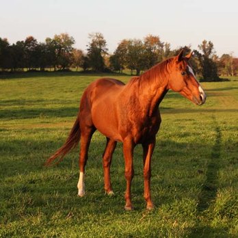 Welbourne Farm - Horse Boarding Near Me - Middleburg, Virginia