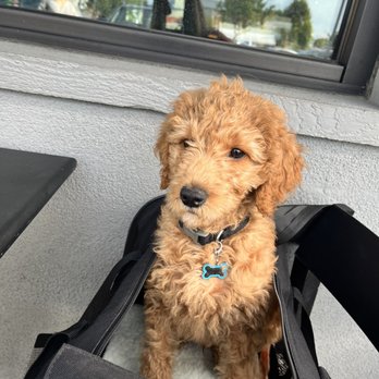 California Goldendoodle - Starbucks date with mom - Pet Breeders Near Me California Goldendoodle - Starbucks date with mom - Pet Breeders Near Me