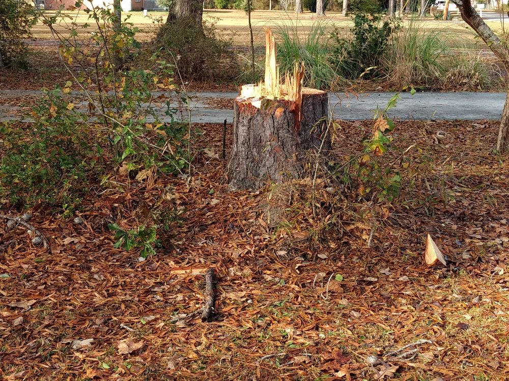 Atlantic Tree & Stump - tree service in Awendaw, SC