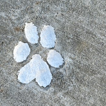 Boyle Concrete & Masonry Construction - Pat helped me stick my dog's foot in the cement - Masonry/Concrete Near Me - Norwood, Pennsylvania Boyle Concrete & Masonry Construction - Pat helped me stick my dog's foot in the cement - Masonry/Concrete Near Me - Norwood, Pennsylvania