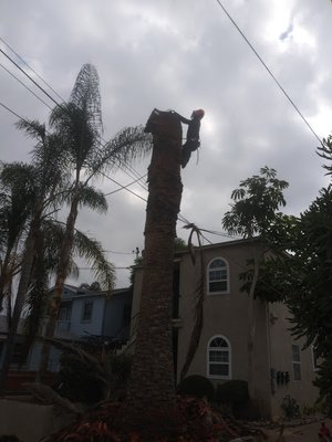 Tree Trims - Call us today to see how we can do the same for you and your yard! Tree Trims - Call us today to see how we can do the same for you and your yard!