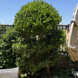 2 Bros Outdoor Services