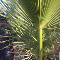 Beer Garden Palm Tree By Lawn Stage - Once again great sound but monotonous green foliage. Still recommend it.