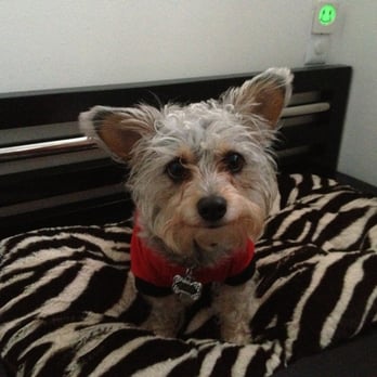 Four Paws Place - He loves his new bed. It almost looks like he's smiling!!!  Thanks Four Paws for outstanding customer service! - Pet Stores Near Me - Sunrise, Florida