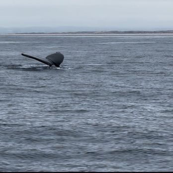 Discovery Whale Watch - Humpback whale sighting, one of many. - Whale Watching Tours Near Me - Monterey, California