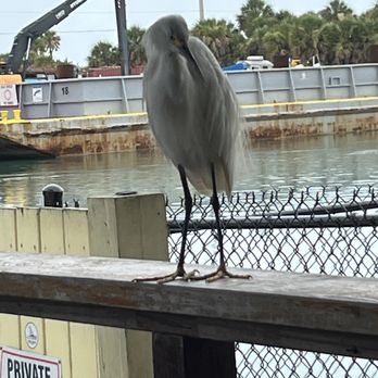 Pop's Sunset Grill - Seafood Near Me - Nokomis, Florida