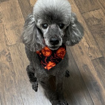 Pet Strands Grooming - Pet Groomers Near Me - Orange, California