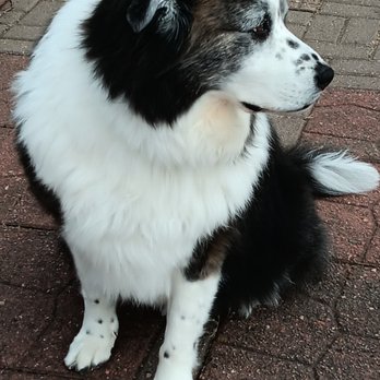 Precious Paws Pet Grooming - Pet Groomers Near Me