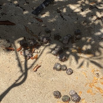 Virgin Islands Boat Rental - Feeding the hermit crabs - Boat Charters Near Me - Redhook, Virgin Islands Virgin Islands Boat Rental - Feeding the hermit crabs - Boat Charters Near Me - Redhook, Virgin Islands