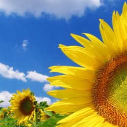 Real Change Hypnosis - Gain freedom from what's hold you back