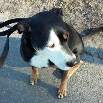 Mr Boris Pup Concierge - Dog Walkers Near Me - New York, New York