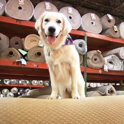 Carpet Giant