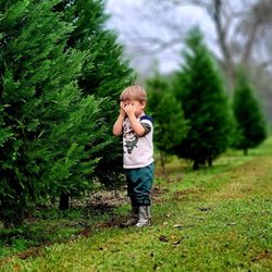 Tiger Branch Tree Farm