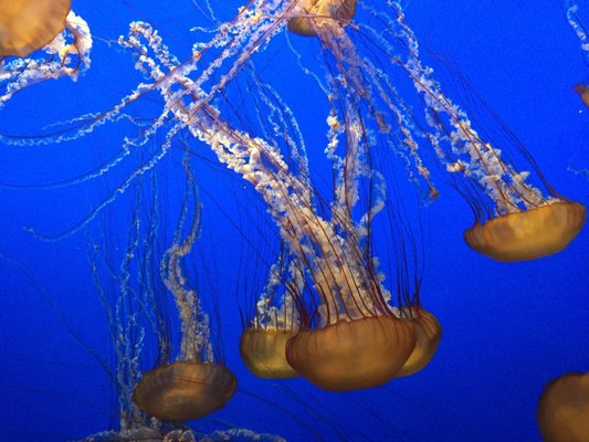Monterey Bay Aquarium: Seafood Watch Program by null