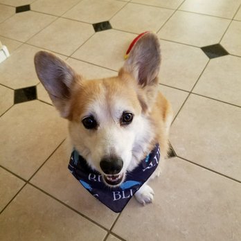 Pratt's Pets - Glendale - A doggie scarf from Blue - Pet Stores Near Me - Glendale, Arizona Pratt's Pets - Glendale - A doggie scarf from Blue - Pet Stores Near Me - Glendale, Arizona