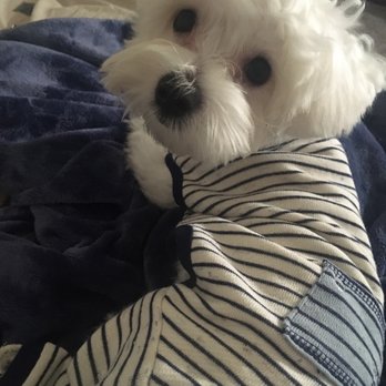 Ahead of the Pack - Shorter length body trim and cut around ears.. cute - Pet Groomers Near Me - Haddonfield, New Jersey