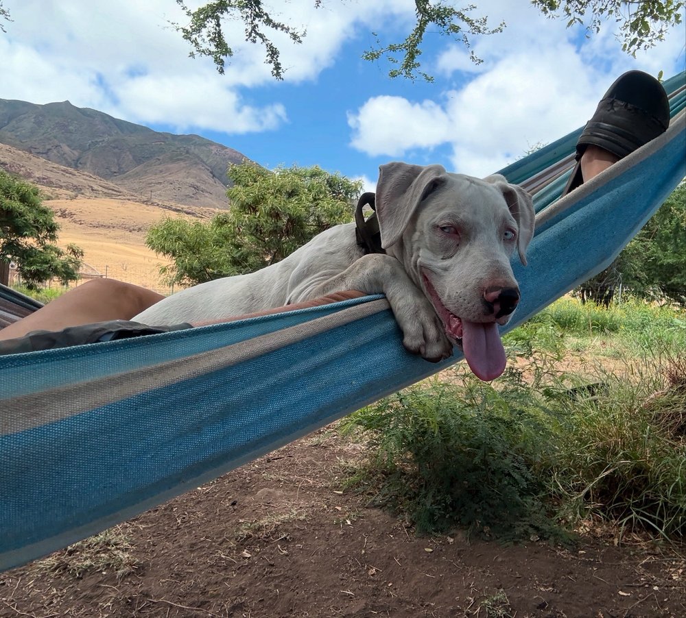 Olowalu Dog Ranch